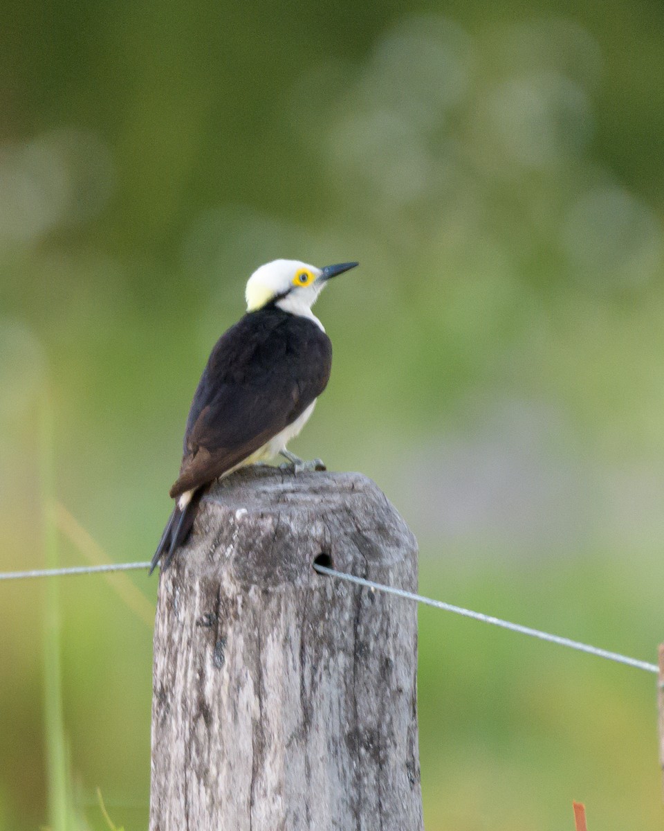 White Woodpecker - ML390377311