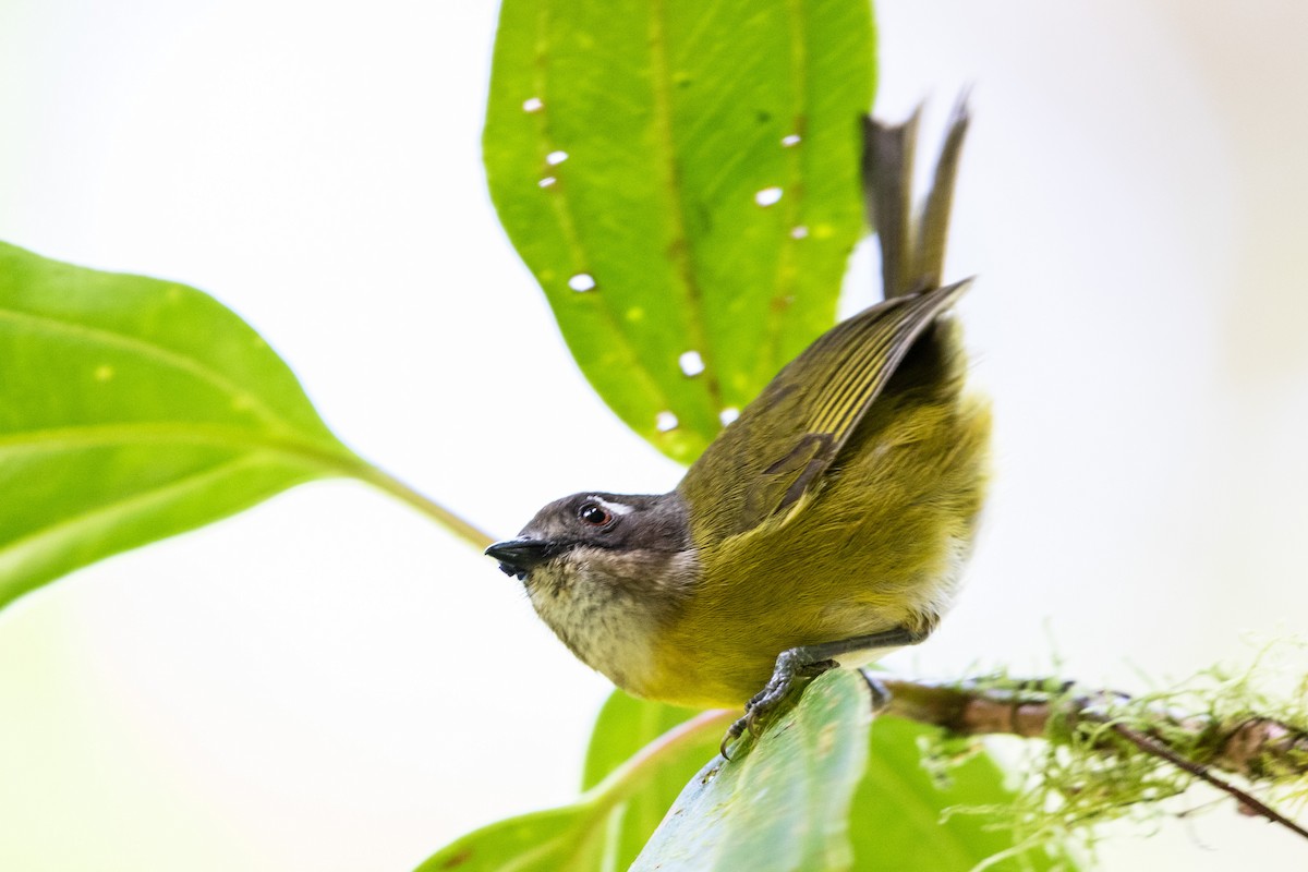 Common Chlorospingus - ML390377761