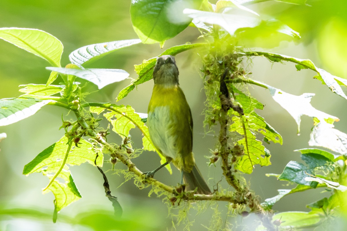 Common Chlorospingus - ML390377771