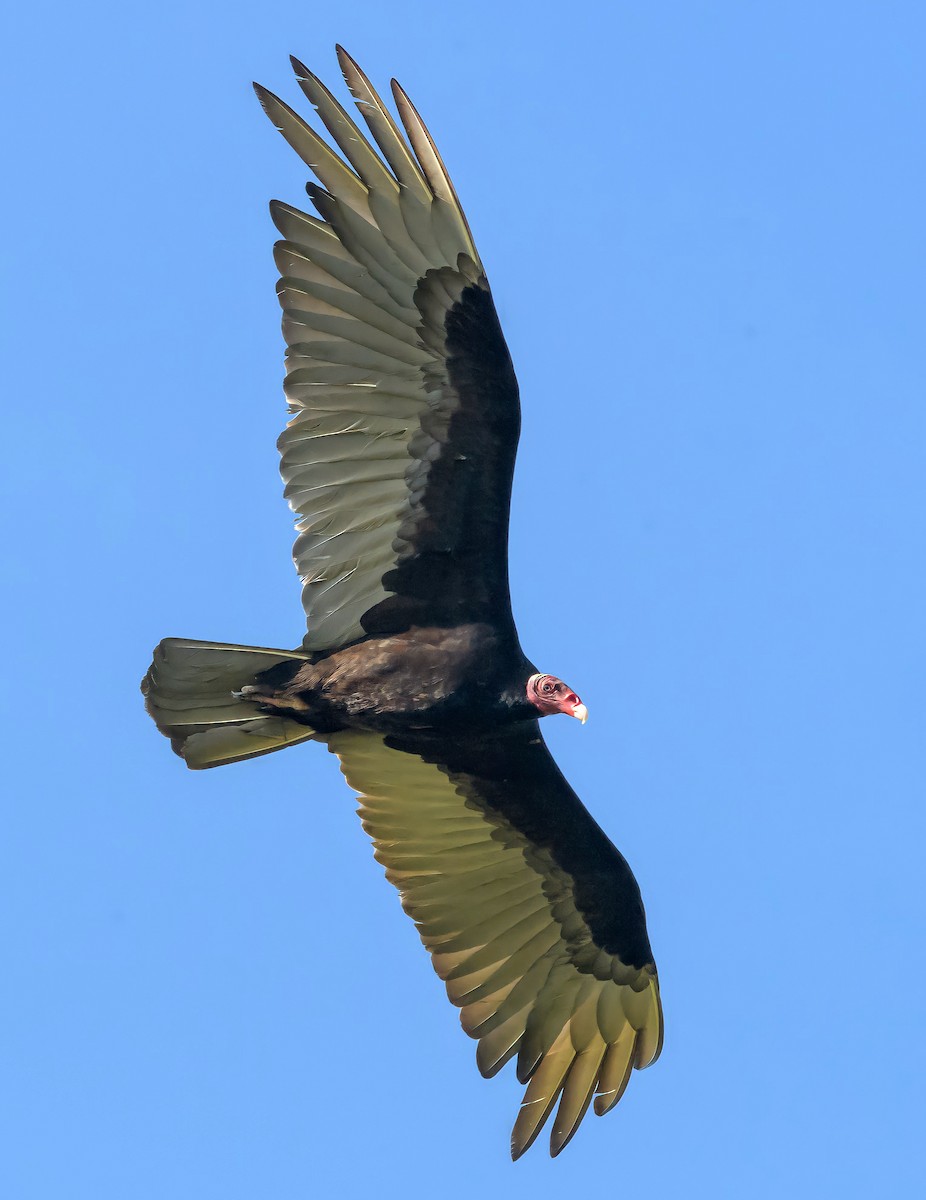 Turkey Vulture - Carlos Rossello