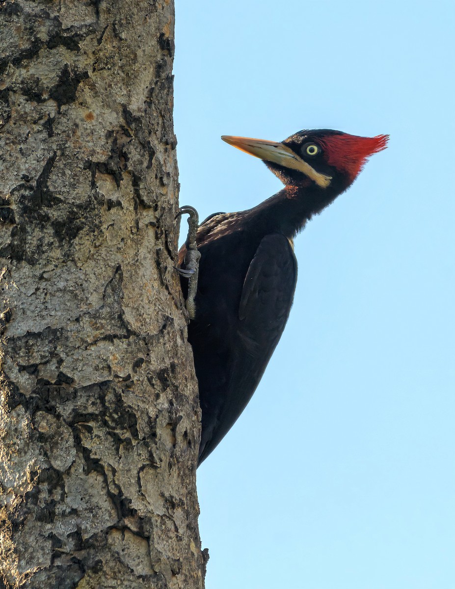 Cream-backed Woodpecker - ML390379911