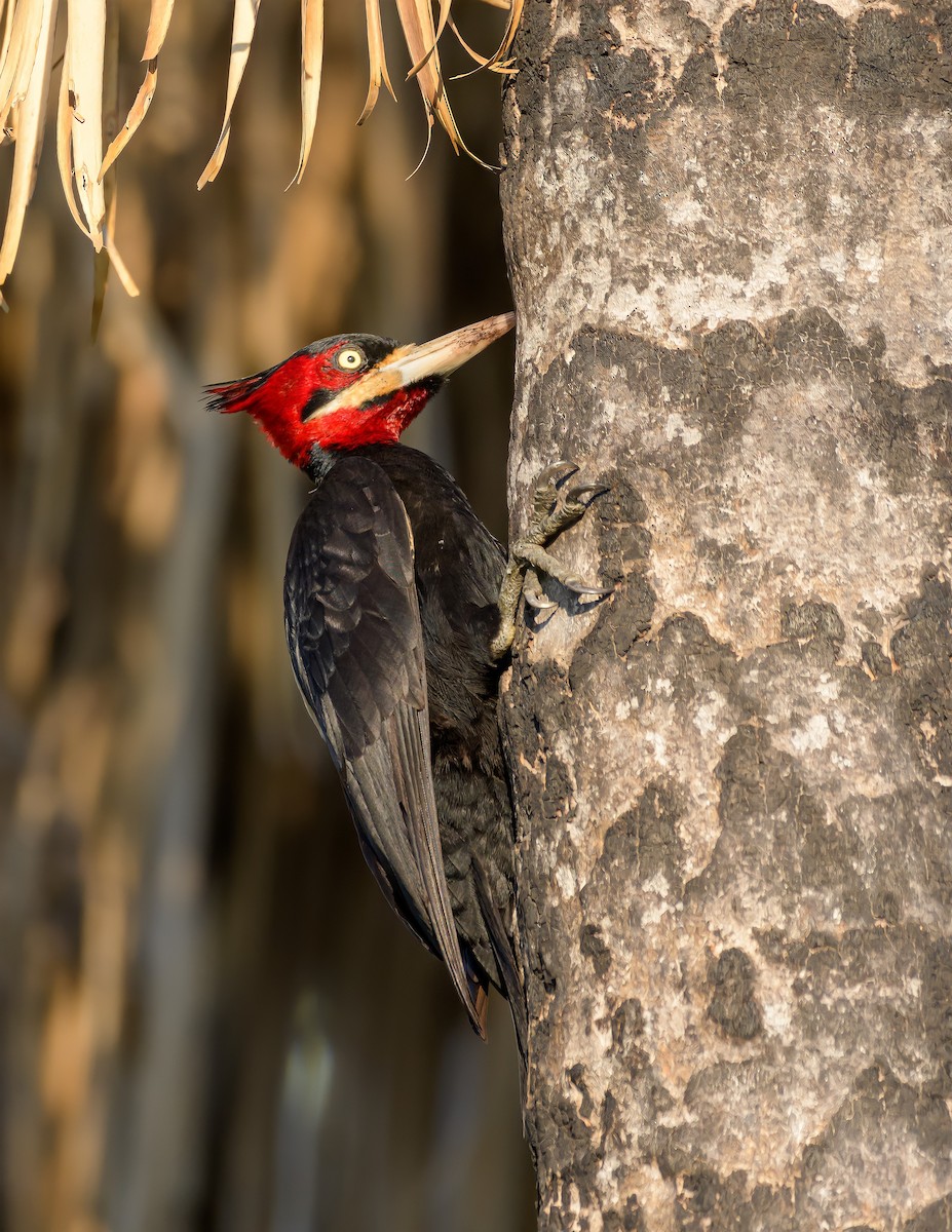 Cream-backed Woodpecker - ML390379921