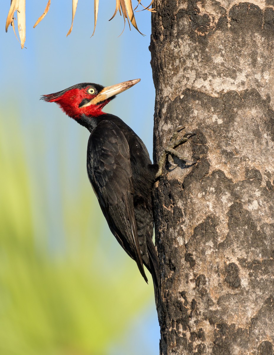 Cream-backed Woodpecker - Carlos Rossello