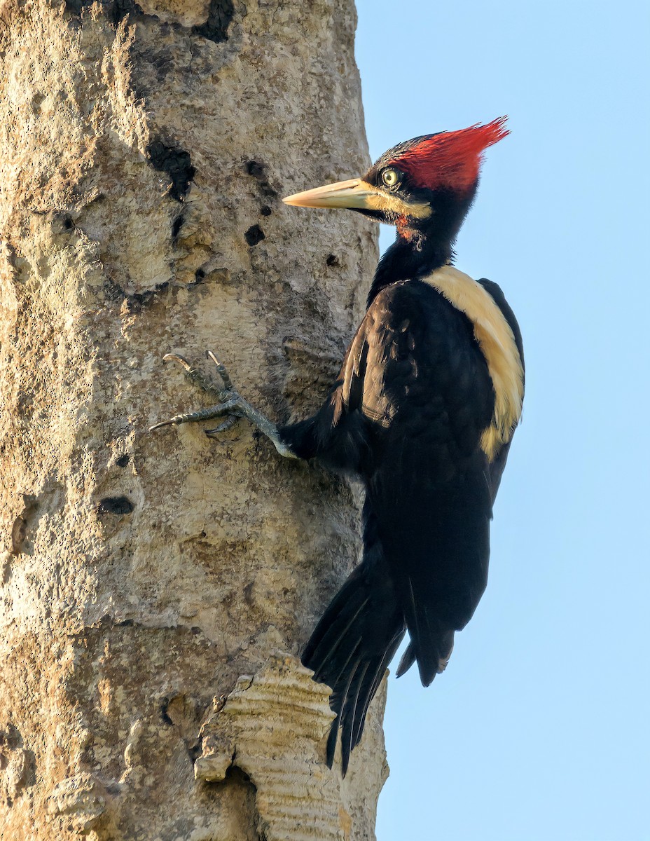 Cream-backed Woodpecker - Carlos Rossello