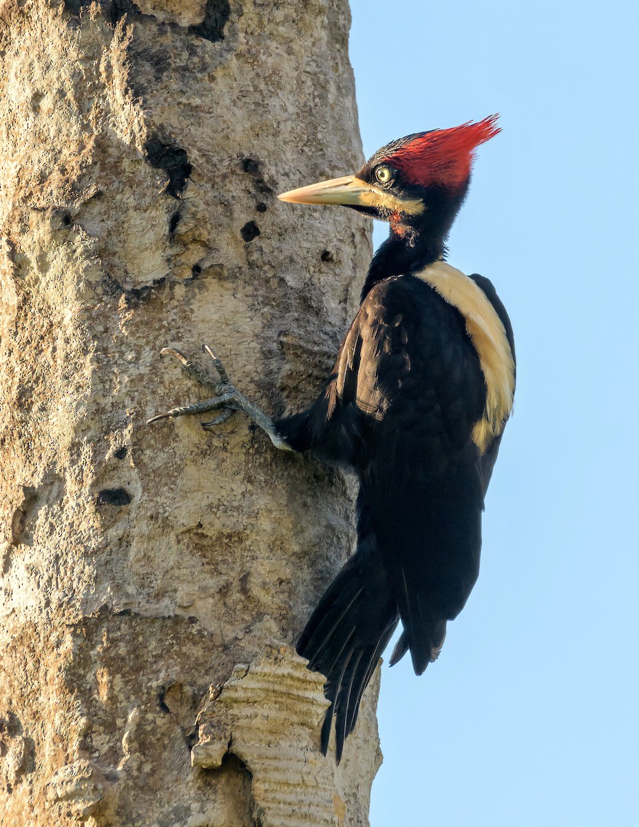 Cream-backed Woodpecker - ML390380001