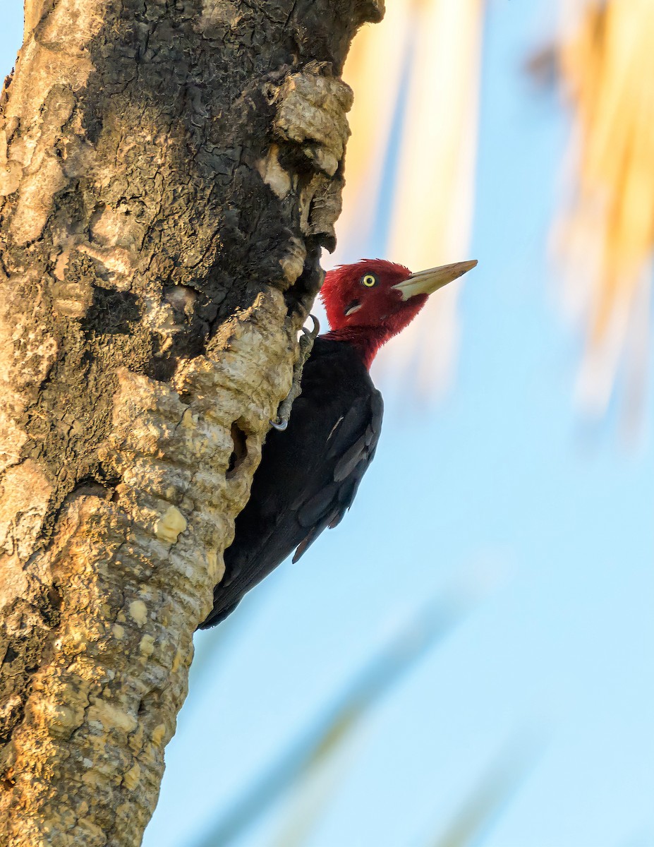 Cream-backed Woodpecker - Carlos Rossello