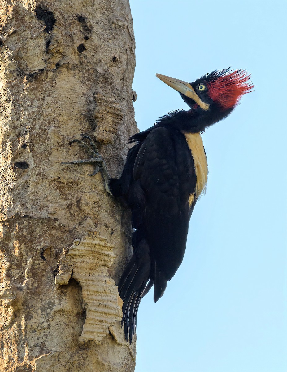 Cream-backed Woodpecker - Carlos Rossello