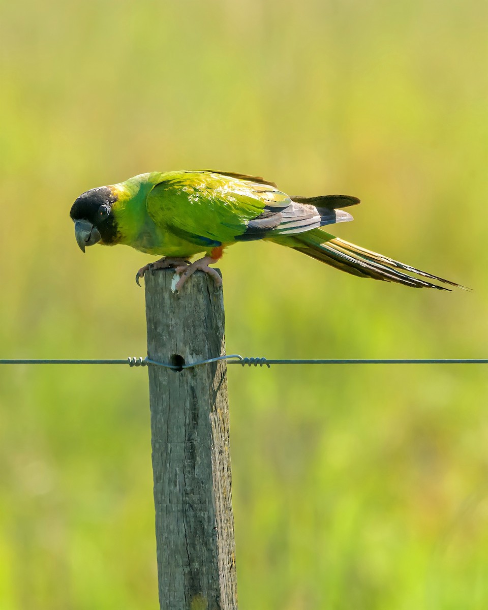 Aratinga Ñanday - ML390380261