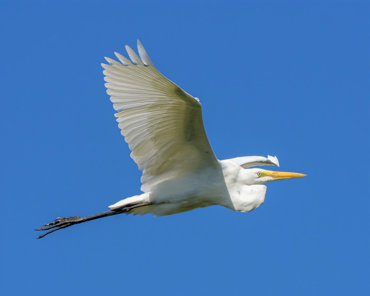 Great Egret - ML390380541