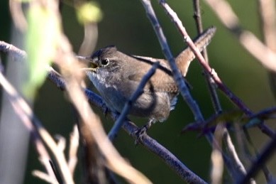 House Wren - ML390380951