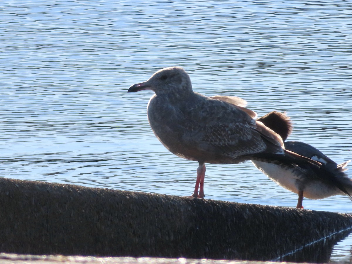 Herring Gull - ML390381291