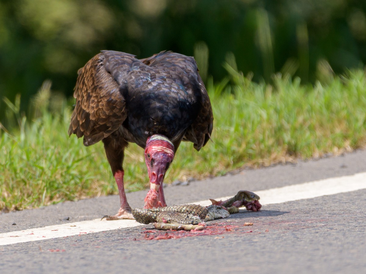 Turkey Vulture - Carlos Rossello