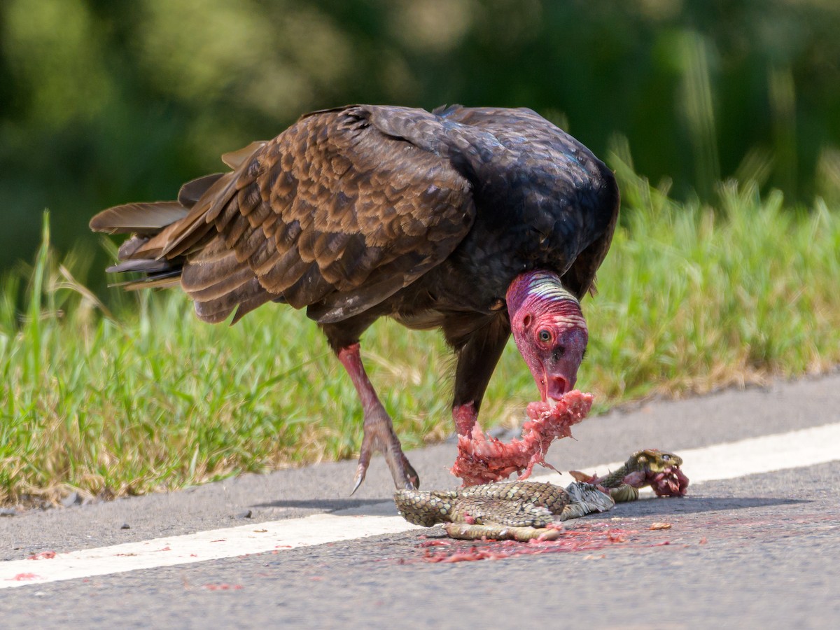 Turkey Vulture - Carlos Rossello