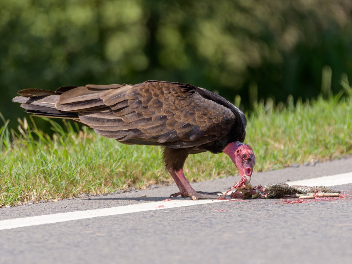 Turkey Vulture - Carlos Rossello