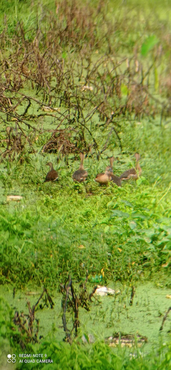 Lesser Whistling-Duck - ML390382911