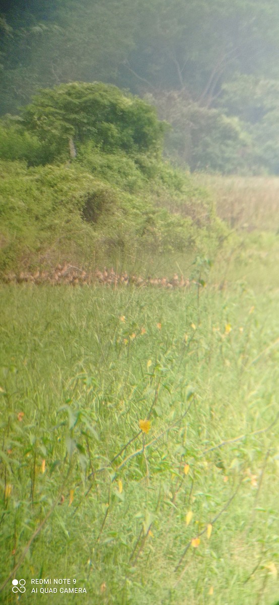 Lesser Whistling-Duck - ML390382941