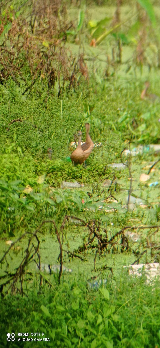 Lesser Whistling-Duck - ML390382961