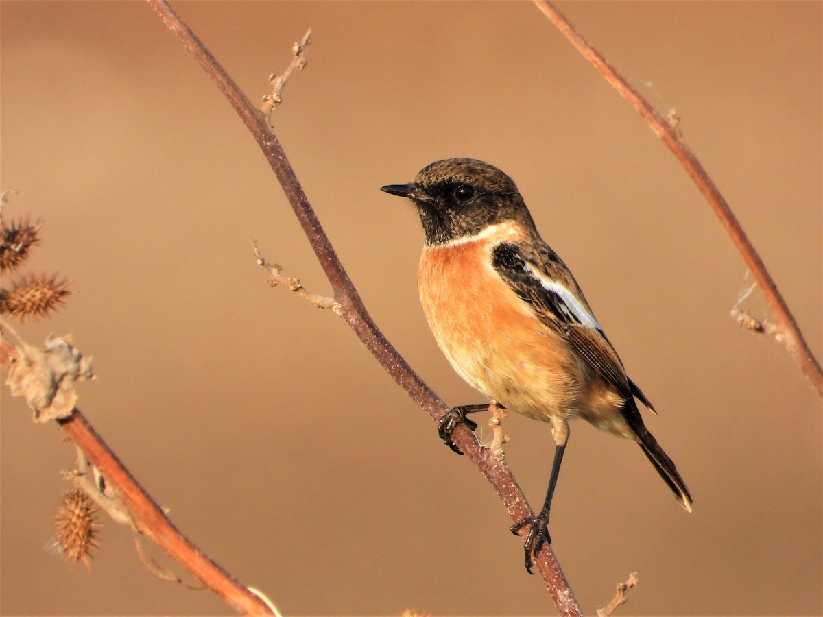 European Stonechat - מוטי בייפוס