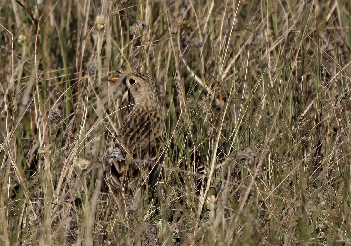 Sprague's Pipit - ML390384401