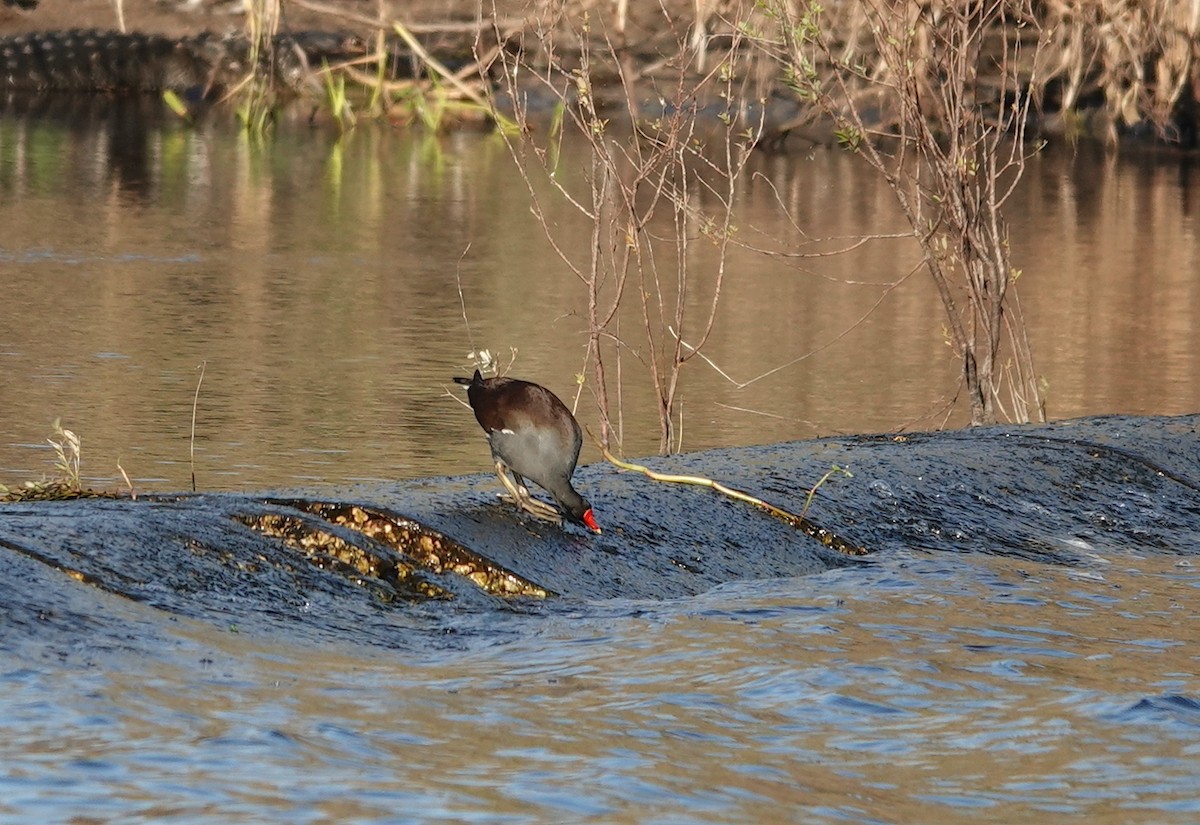 Common Gallinule - Kathryn Young