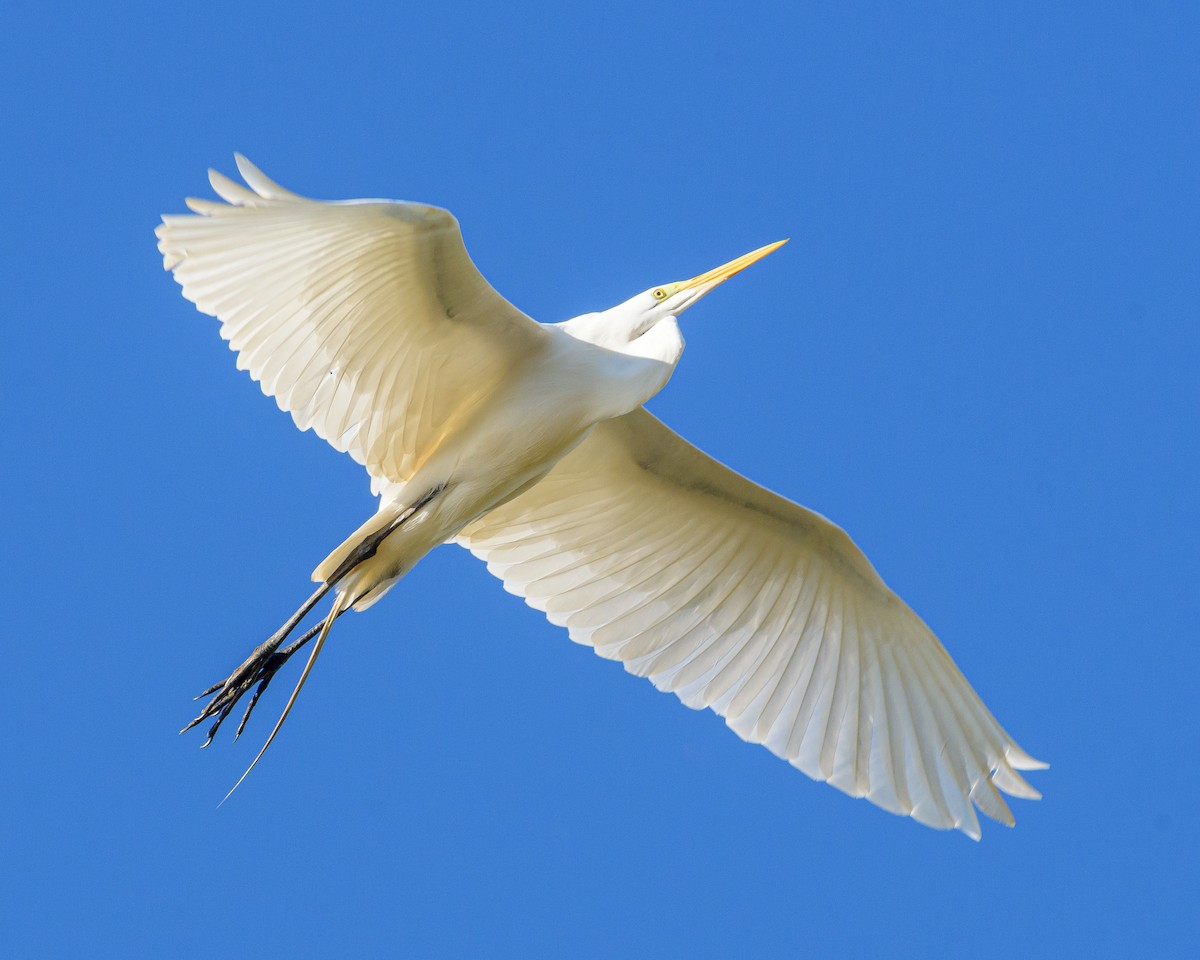 Great Egret - ML390386101