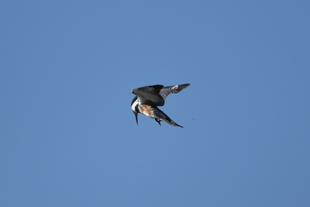 Belted Kingfisher - ML390386441