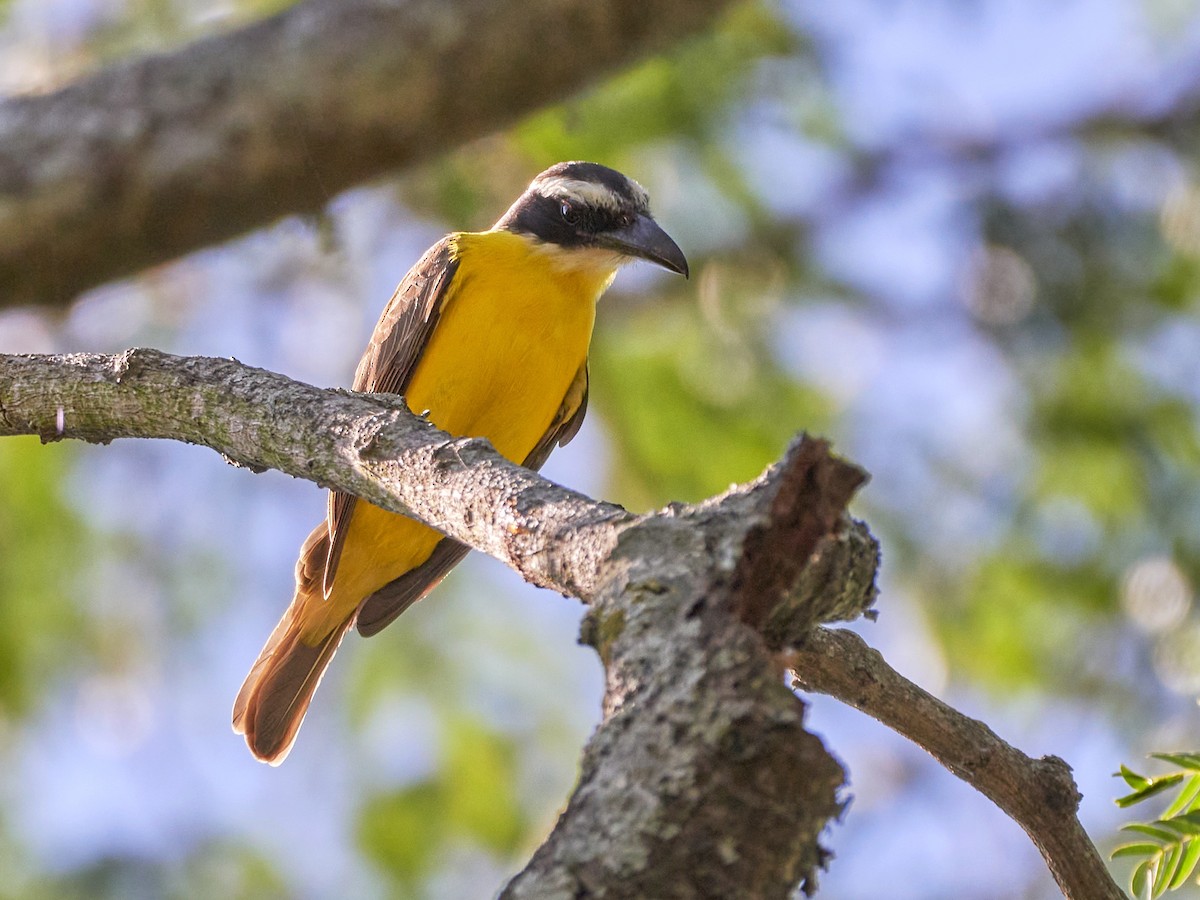 Boat-billed Flycatcher - ML390387081