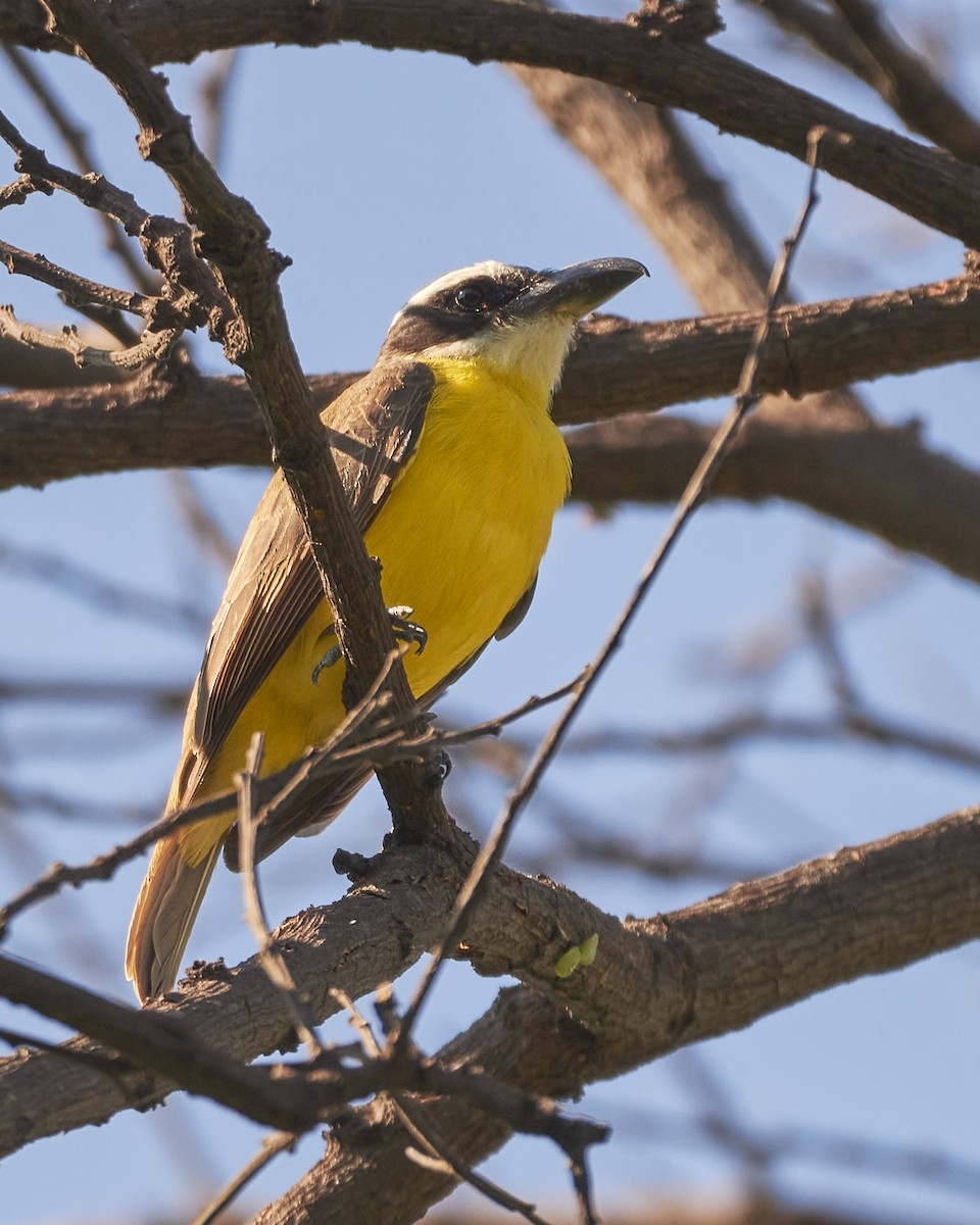 Boat-billed Flycatcher - Carlos Rossello