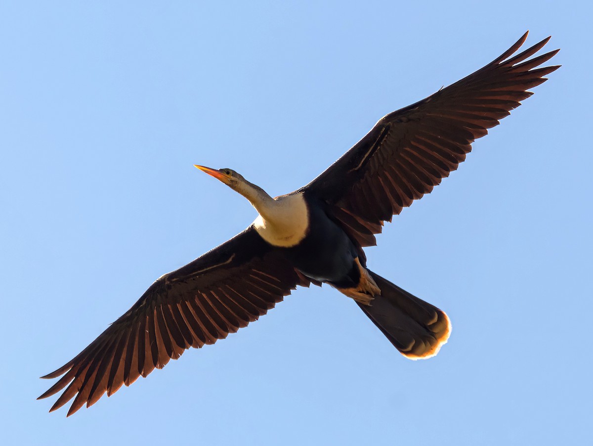 Amerika-Schlangenhalsvogel - ML390387541