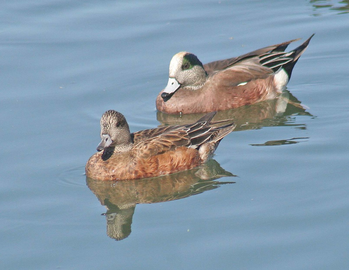 American Wigeon - ML390388251