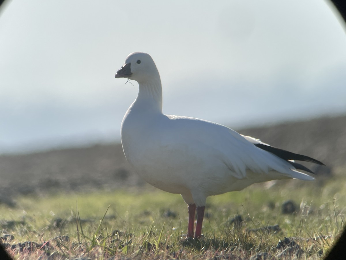 Ross's Goose - ML390389671