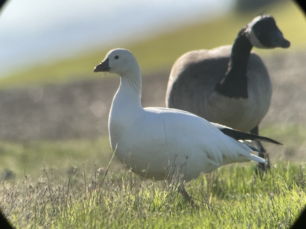 Ross's Goose - ML390389721