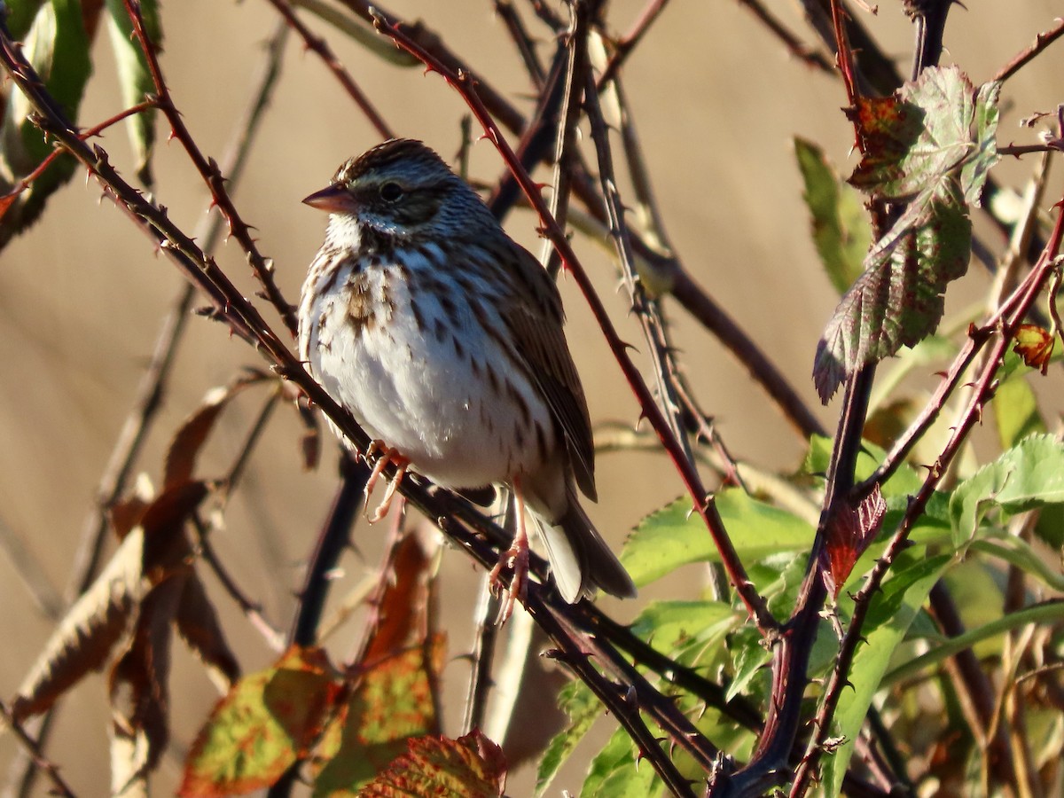 Savannah Sparrow - Gerry Hawkins