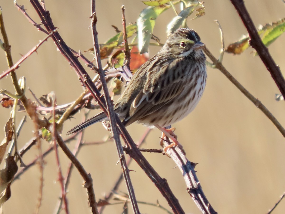 Savannah Sparrow - Gerry Hawkins