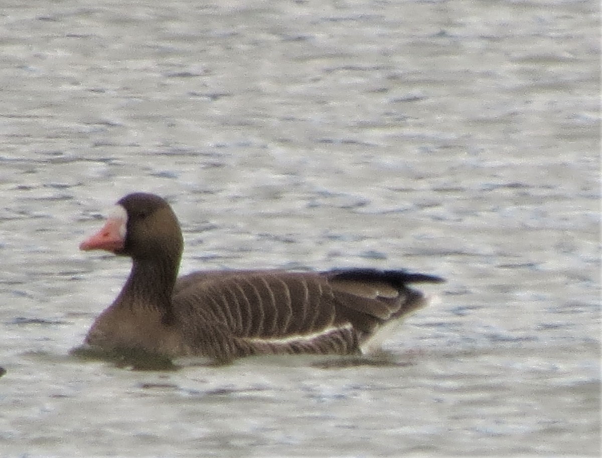 Greater White-fronted Goose - ML390391671