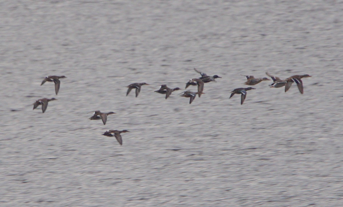 Gadwall - Rui Caratão