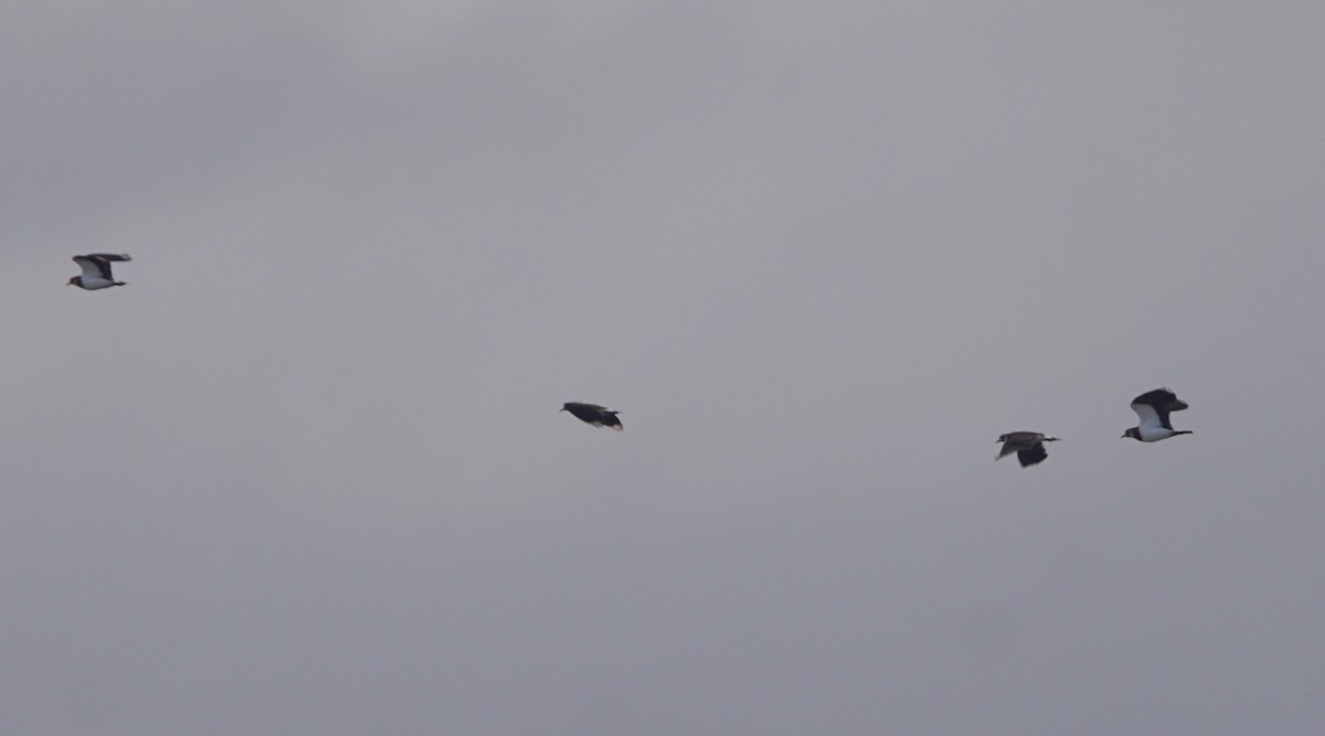 Northern Lapwing - ML390392421