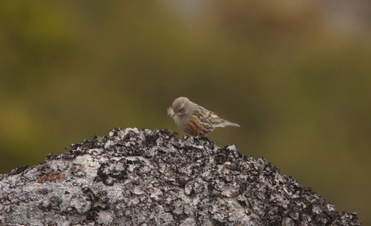 Alpine Accentor - ML390392681