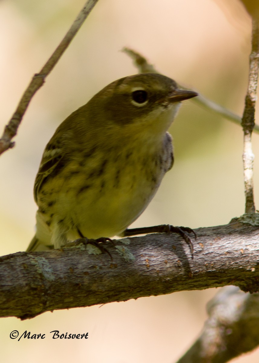 キヅタアメリカムシクイ - ML39039411
