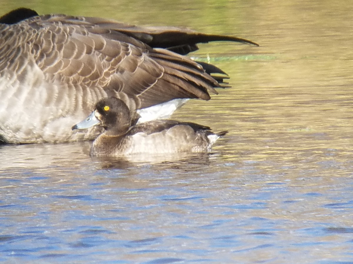 Tufted Duck - ML390394951