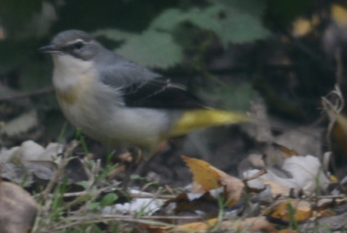 Gray Wagtail - ML390394961