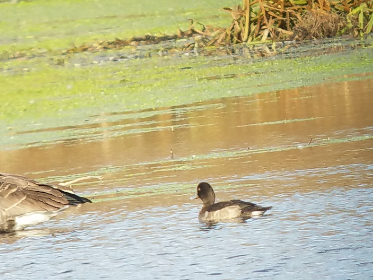 Tufted Duck - ML390395371