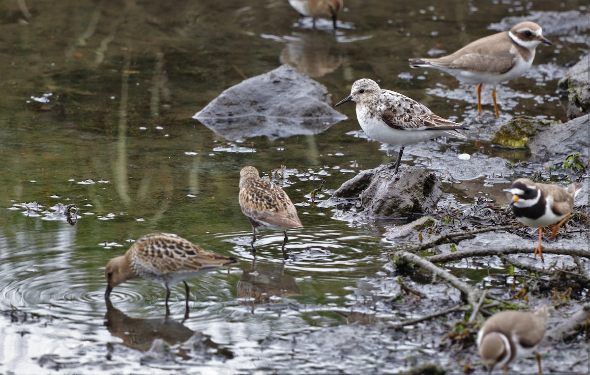 Sanderling - David Santamaría Urbano