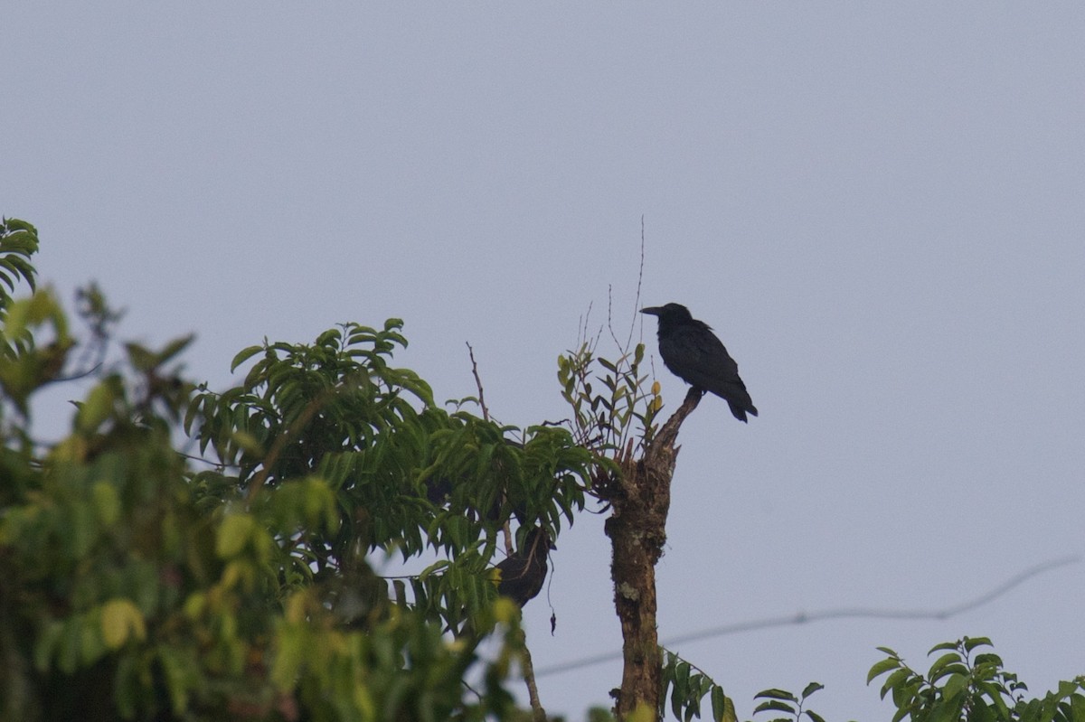 Slender-billed Crow (Sunda) - ML390396941