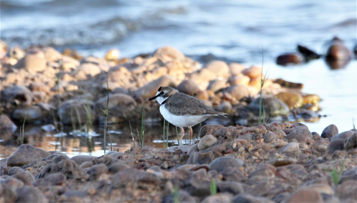 Collared Plover - ML390400501