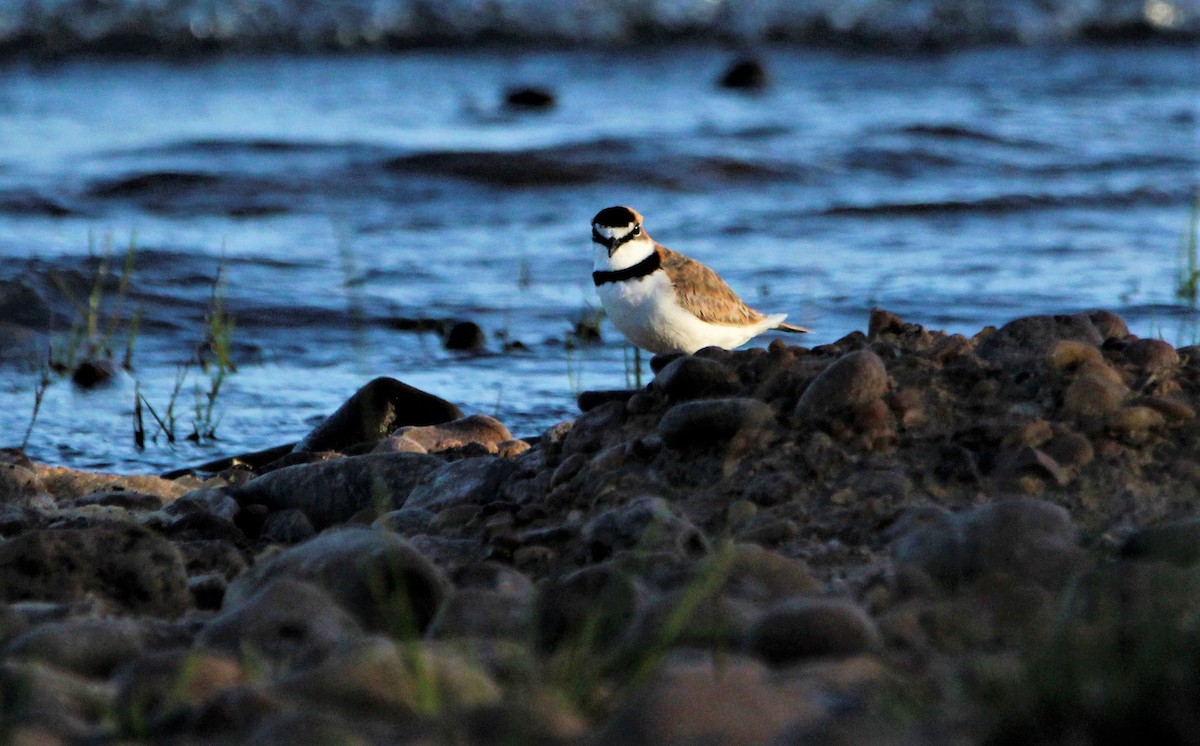 Collared Plover - ML390400561