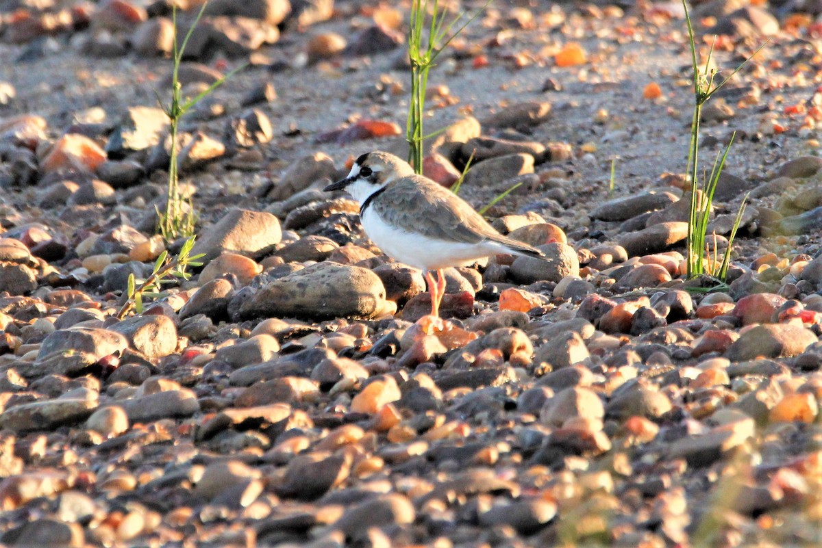 Collared Plover - ML390400711