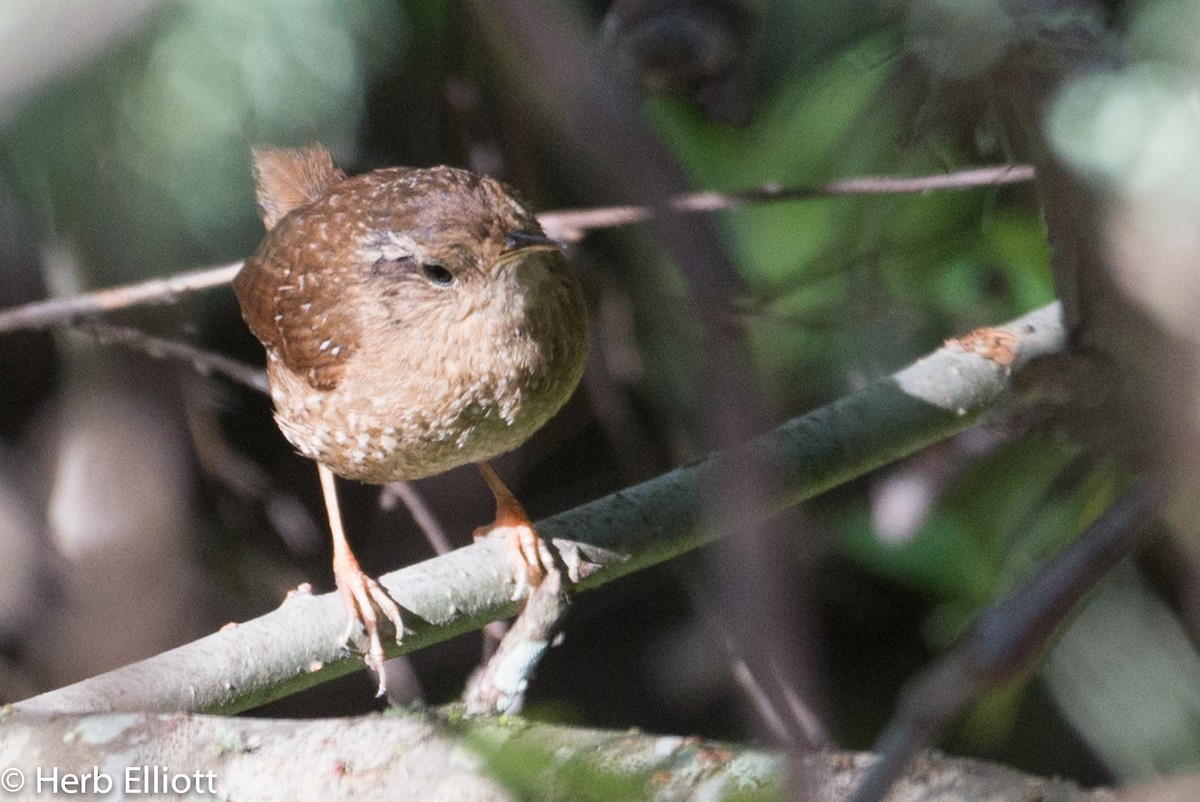 Winter Wren - ML39040161