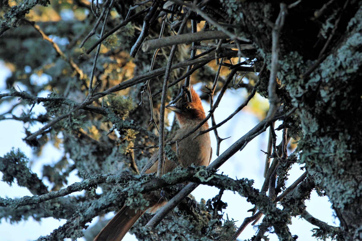 Brown Cacholote - ML390402691