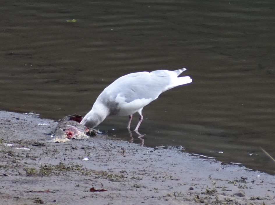 Glaucous-winged Gull - ML390404151
